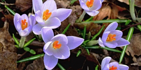 Как да храним цветя през пролетта в страната - торове за цъфтящи растения